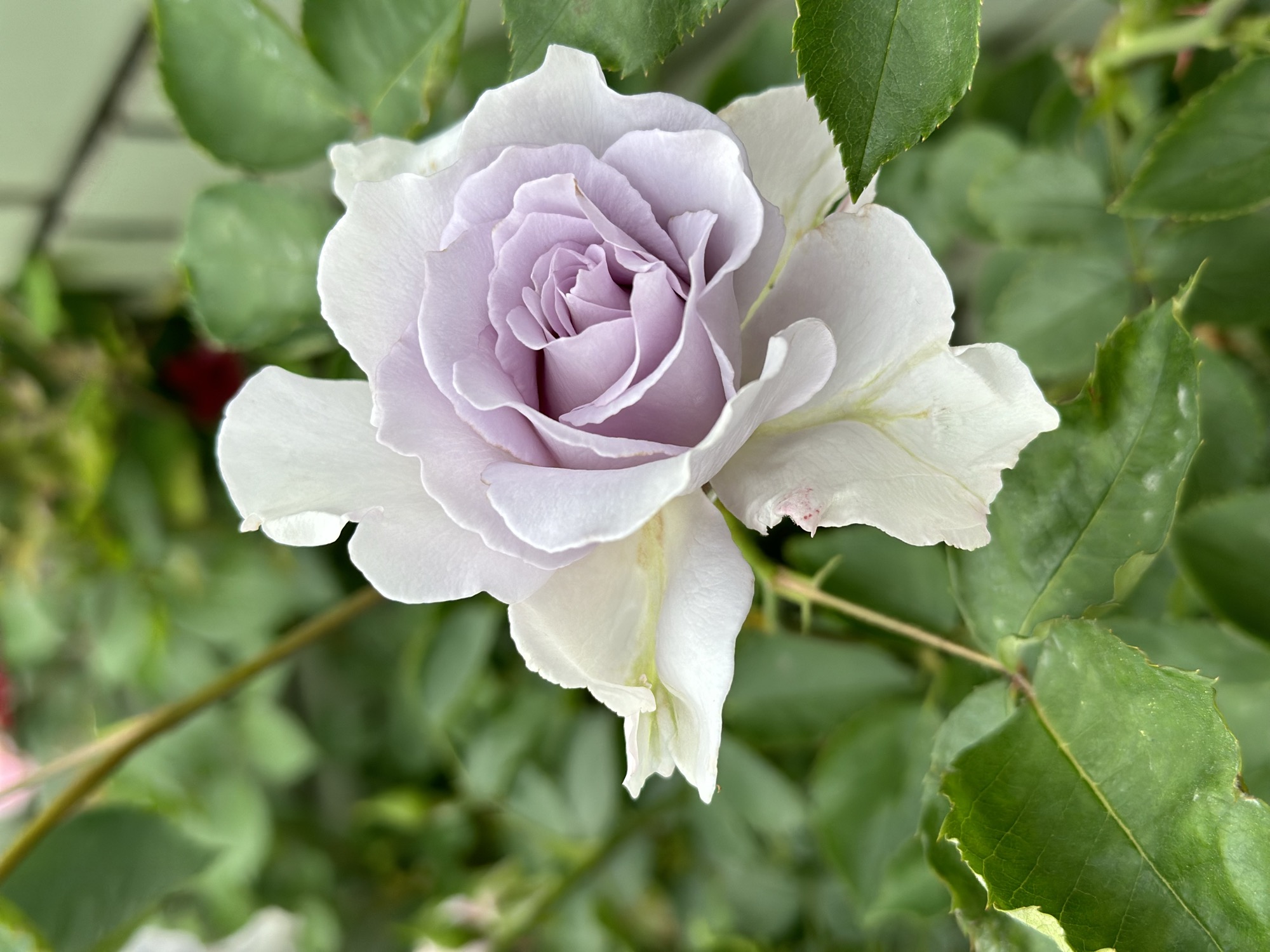 薄紫のバラの花